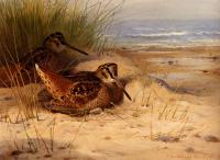 Thorburn, Archibald - Woodcock Nesting On A Beach